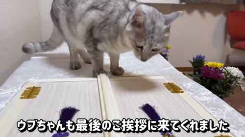 あいさつしにくる猫