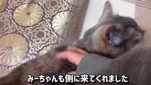 猫のみーちゃん