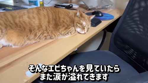 涙がこぼれる猫ちゃんの姿