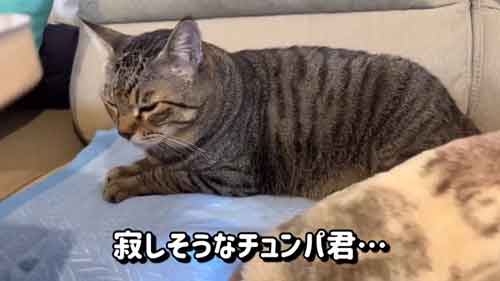 寂しそうな猫ちゃん