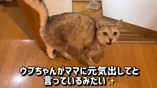 元気づける猫