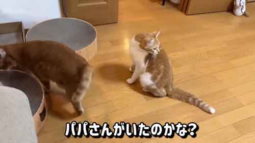 見つめる猫