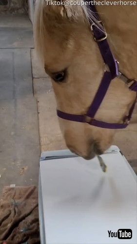 「Horse Paints Heavenly Sunset || ViralHog」