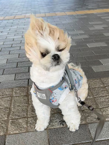 ベジータになったワンコ