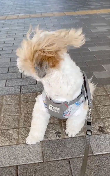 ベジータになったワンコ