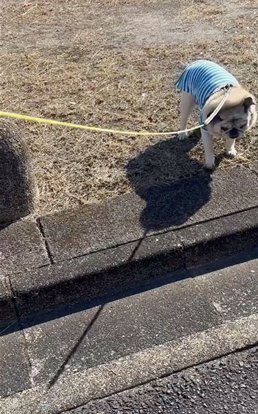 段差を飛び越えるワンコ