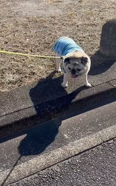 段差を飛び越えるワンコ