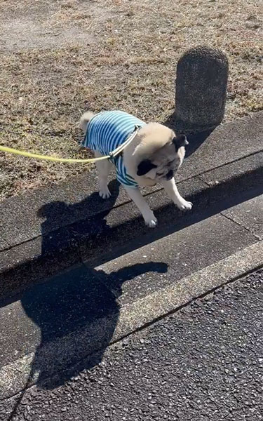 段差を飛び越えるワンコ