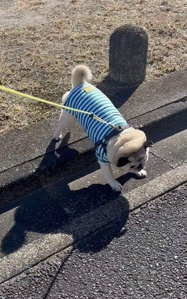 段差を飛び越えるワンコ