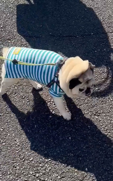 段差を飛び越えるワンコ