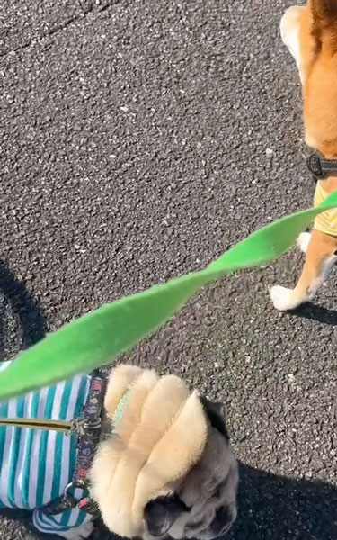 段差を飛び越えるワンコ