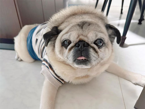 寂しがりやモード