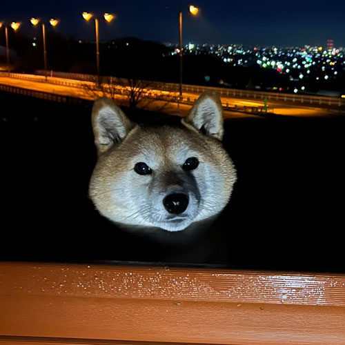 柴犬の心霊写真