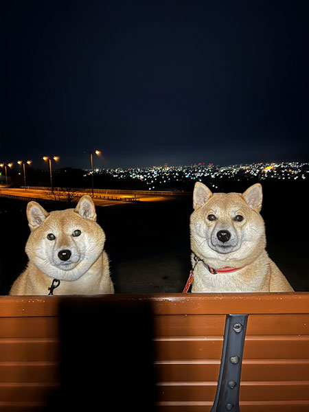 夜景と柴犬