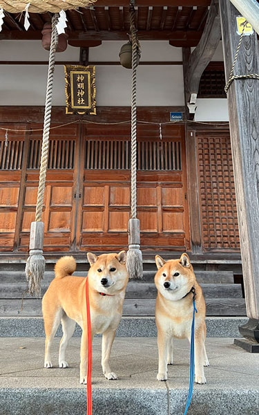 神社と柴犬