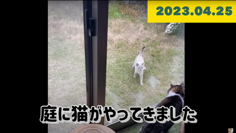 庭に野良猫がきた