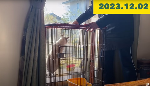 ケージにのぼる猫