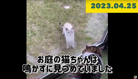 家猫に威嚇されても逃げない野良猫