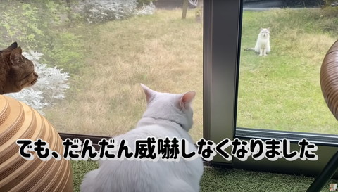 家猫、威嚇しなくなる