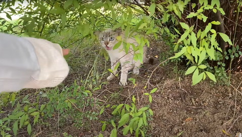 野良猫に指をさしのべる投稿主