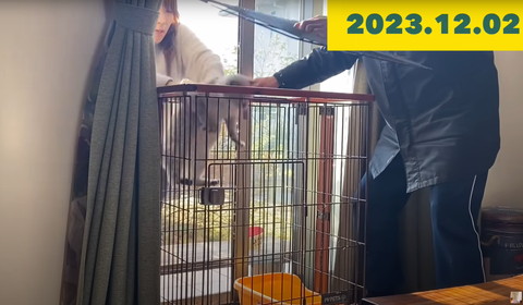 抱っこしてケージに猫いれる