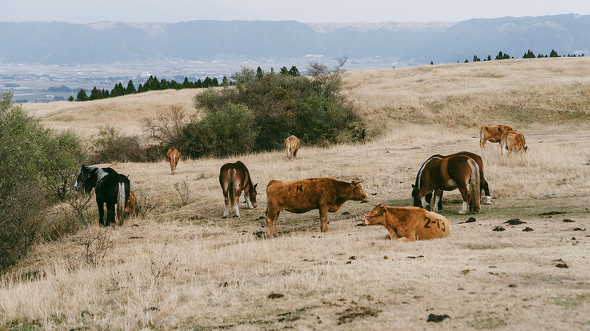  【PR】熊本県　阿蘇 KUMA-ATSU　PROJECT