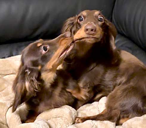 ダックスフント 妹が強すぎる やんちゃ おてんば 兄 ワンコ 兄妹 犬
