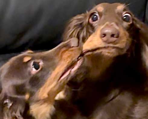 ダックスフント 妹が強すぎる やんちゃ おてんば 兄 ワンコ 兄妹 犬