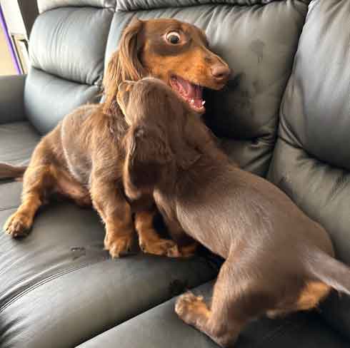 ダックスフント 妹が強すぎる やんちゃ おてんば 兄 ワンコ 兄妹 犬