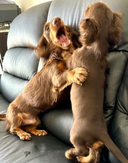 ダックスフント 妹が強すぎる やんちゃ おてんば 兄 ワンコ 兄妹 犬