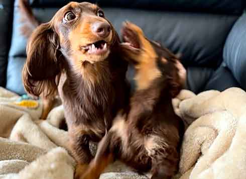 ダックスフント 妹が強すぎる やんちゃ おてんば 兄 ワンコ 兄妹 犬