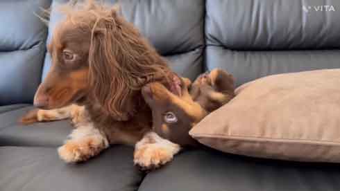 ダックスフント 妹が強すぎる やんちゃ おてんば 兄 ワンコ 兄妹 犬