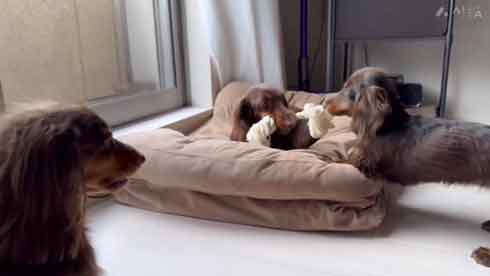 ダックスフント 妹が強すぎる やんちゃ おてんば 兄 ワンコ 兄妹 犬