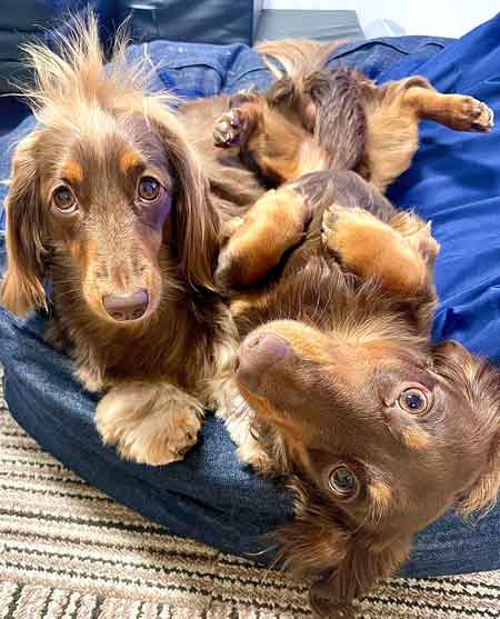 ダックスフント 妹が強すぎる やんちゃ おてんば 兄 ワンコ 兄妹 犬