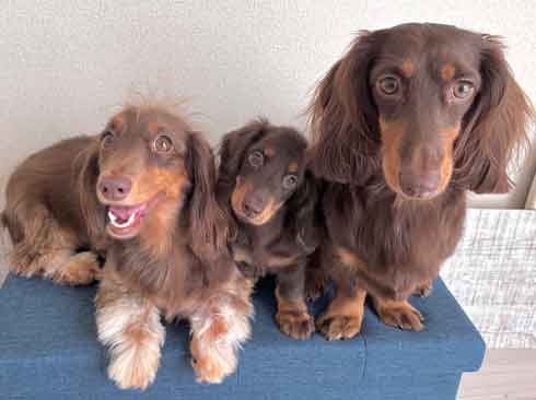 ダックスフント 妹が強すぎる やんちゃ おてんば 兄 ワンコ 兄妹 犬