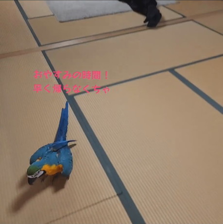 鳥