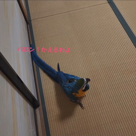 バロンくんを振り返るジーナちゃん