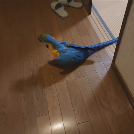 和室から出たジーナちゃん