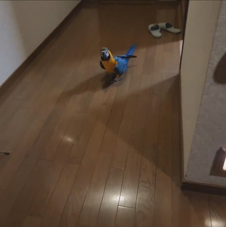 なかなか進まないジーナちゃん