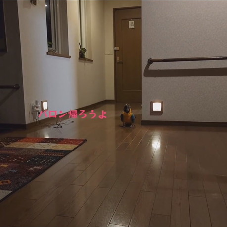 ゆっくり進むジーナちゃん