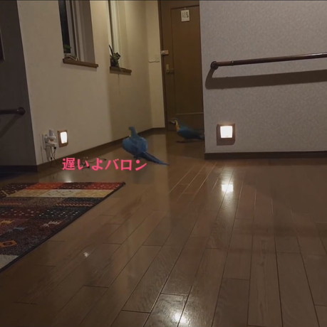 和室から出てくるバロンくん