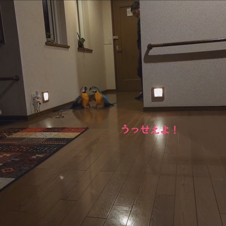 何か言いたそうなバロンくん