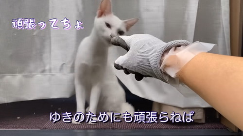 応援中のゆきちゃん