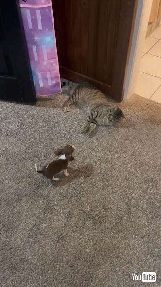 猫に遊んでほしい子犬