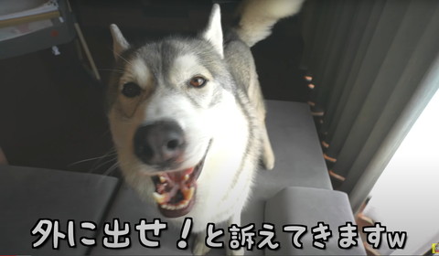 外に出せと訴えるハスキー