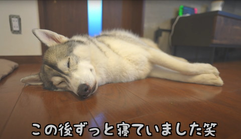 寝ているハスキー
