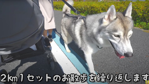 2キロ1セットのお散歩