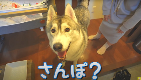 さんぽに目を輝かせるハスキー