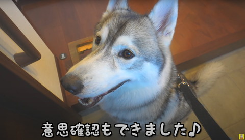 ハスキーに意思確認