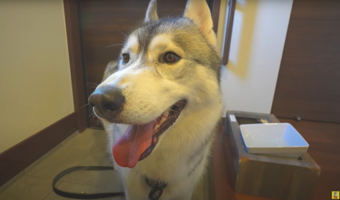 目をそらすワンコ